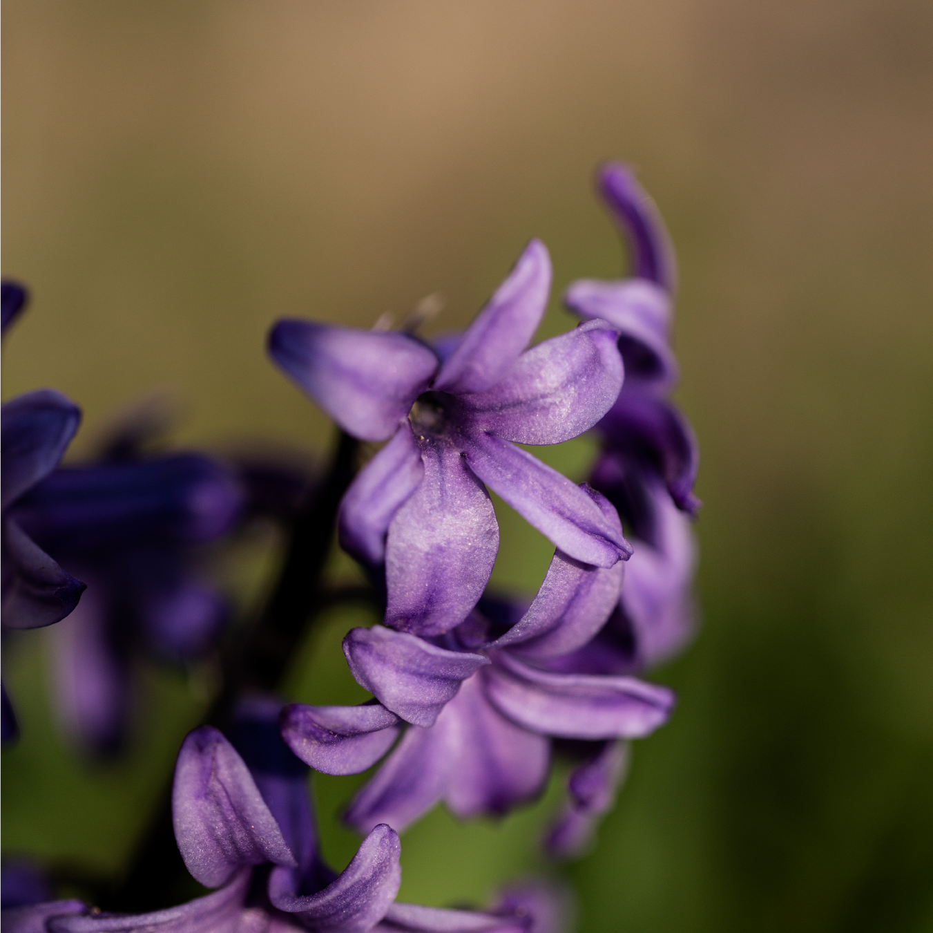 Vivi e Lascia Vivere